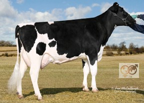 POLLACK-VU JOLLY JUSTUS-ET